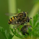 Abelhas juntas (bees together)